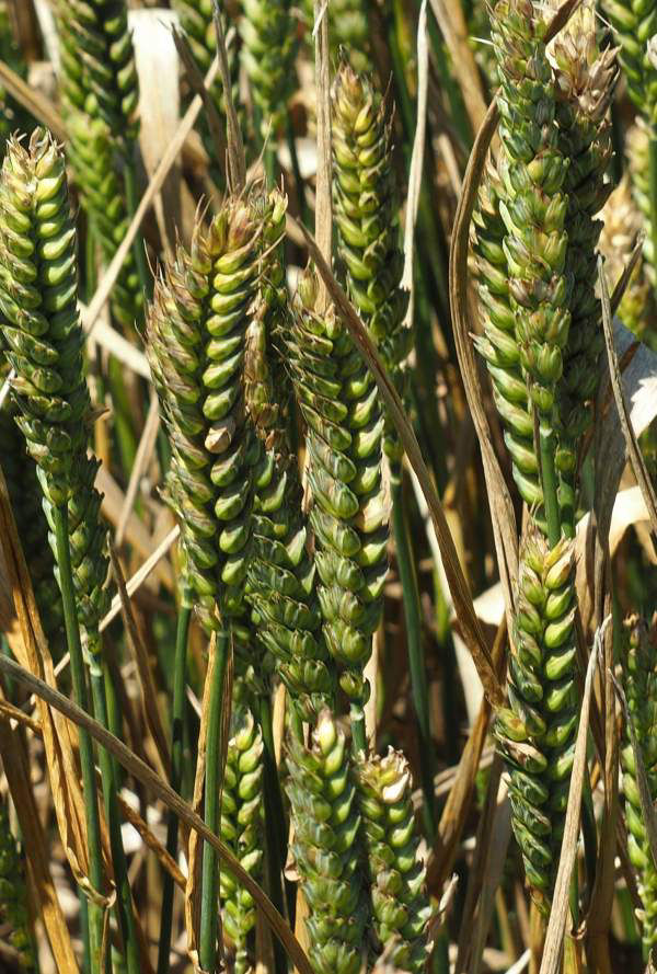 Septoria Leaf Blotch
